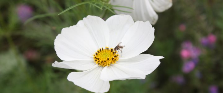#9 BLOEMETJES OF BIJTJES