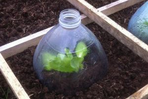 Een PET-fles doet uitstekend dienst als miniserre voor jonge slaplantjes.